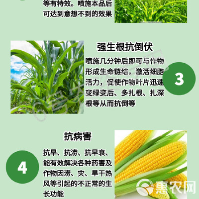 玉米專用葉面肥 科學(xué)施用“增產(chǎn)王”與增效劑，實(shí)現(xiàn)抗病高產(chǎn)